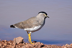 Vanellus melanocephalus