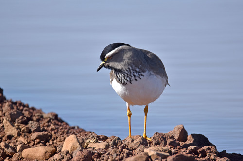 Spot-breasted Lapwing (Vanellus melanocephalus), photo 6