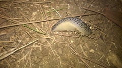 Limax maximus