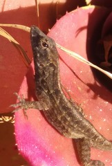 Anolis sagrei