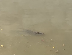 Crocodylus porosus