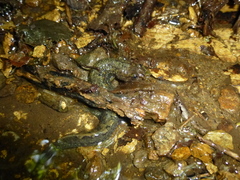 Desmognathus kanawha