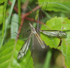 Tipula vernalis