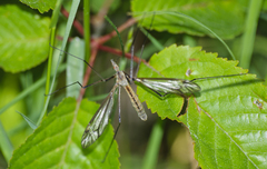 Tipula vernalis