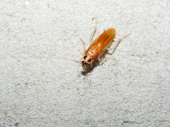 Ischnoptera bilunata