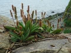 Plantago camtschatica