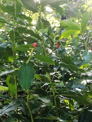 Costus woodsonii