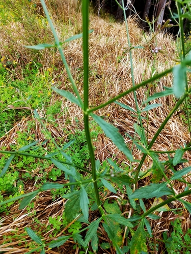 Verbena litoralis
