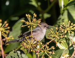 Psaltriparus minimus