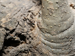 Camponotus sexguttatus