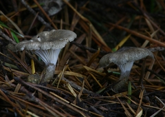 Spodocybe trulliformis
