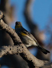 Setophaga coronata auduboni
