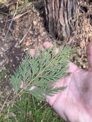 Calocedrus decurrens