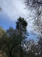 Calocedrus decurrens