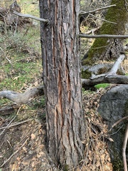 Calocedrus decurrens