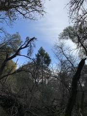 Calocedrus decurrens