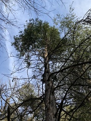 Calocedrus decurrens