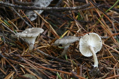 Spodocybe trulliformis