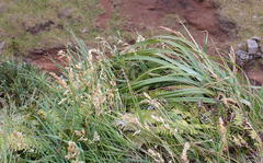 Poa chathamica