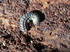 Auturus louisianus phanus