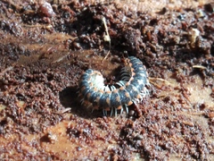 Auturus louisianus phanus