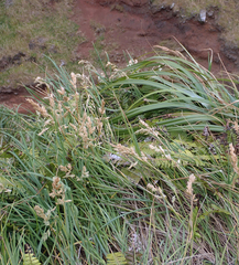 Poa chathamica