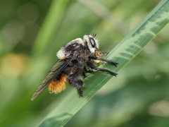 Mallophora ruficauda