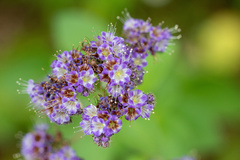 Phacelia secunda