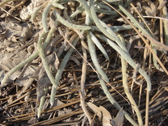 Ivesia santolinoides