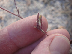 Cordylanthus nevinii