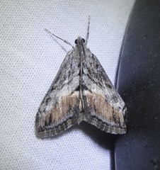 Evergestis subterminalis