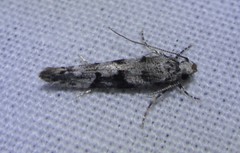 Coleotechnites atrupictella