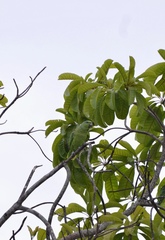 Graydidascalus brachyurus