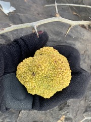 Maclura pomifera