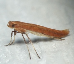 Caloptilia invariabilis