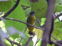 Brachypodius melanocephalos