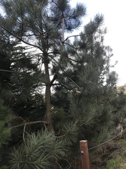Pinus torreyana