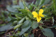 Viola nuttallii