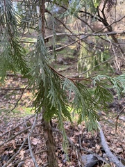 Calocedrus decurrens