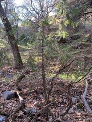 Calocedrus decurrens