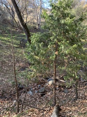 Calocedrus decurrens