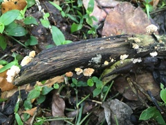 Xylaria flabelliformis