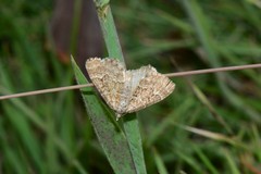 Chrysolarentia symphona
