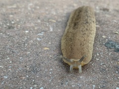 Laevicaulis natalensis