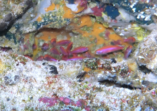 Luzonichthys whitleyi observed 2019-12-26