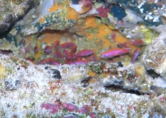 Luzonichthys