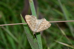 Chrysolarentia symphona