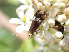 Nemophora sparsella