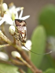 Nemophora sparsella