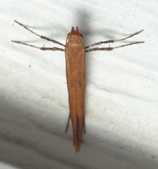 Caloptilia invariabilis
